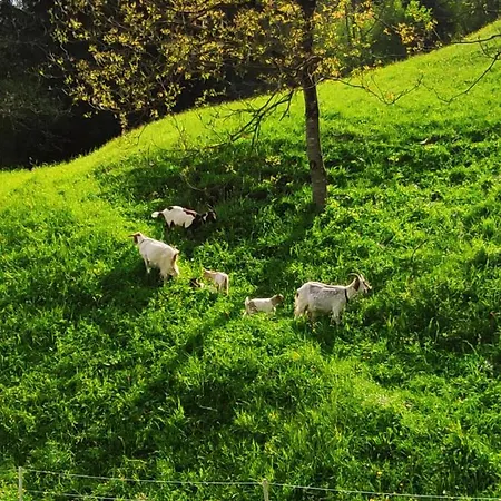 Domacija Markc ファームステイ *