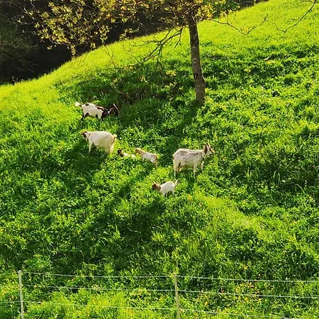 Domacija Markc Bivanje na kmetiji *