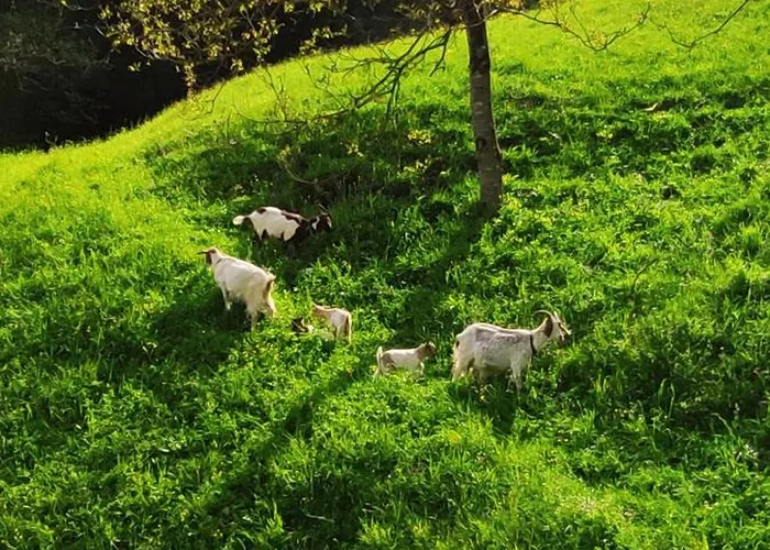 Domacija Markc Vakantieboerderij *