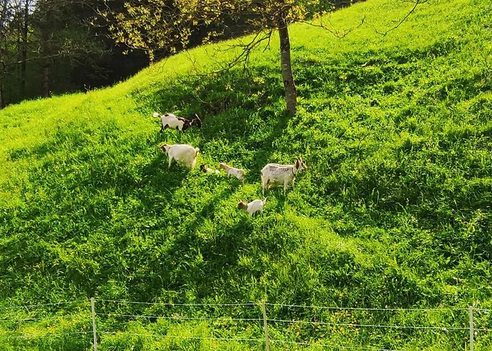 Domacija Markc Vakantieboerderij *